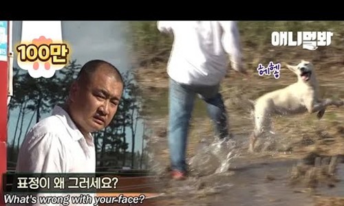 레스트펫 이미지