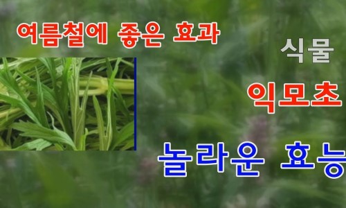 청양친환경블루베리농장 이미지