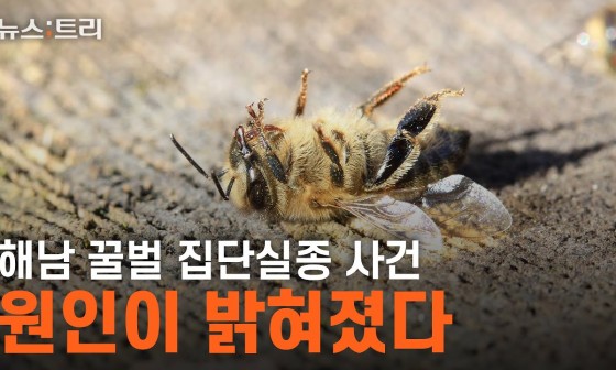 꿀벌PC 이미지