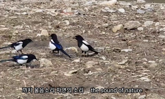 까치민박 이미지