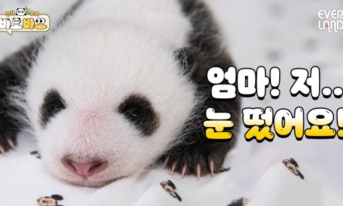 판다스틱 이미지