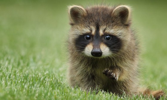 라쿤(Racoon) 이미지