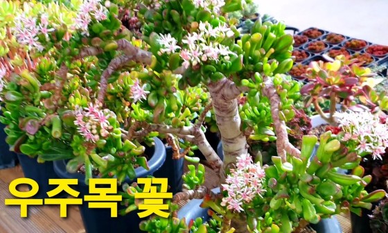 애플다육 이미지