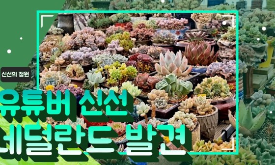다육정원네덜란드 이미지