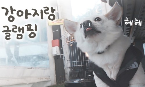 캠프위드펫&애견글램핑 이미지