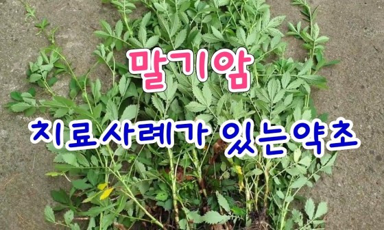 희망약초 이미지
