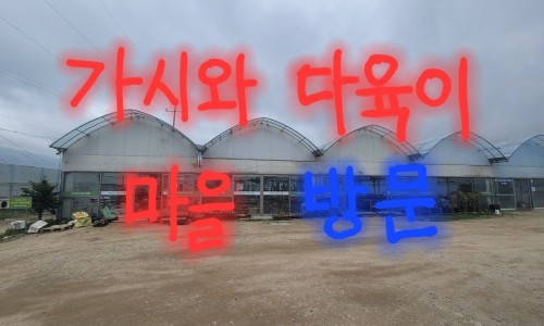 가시와다육이 이미지