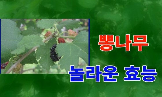 나무가람 이미지