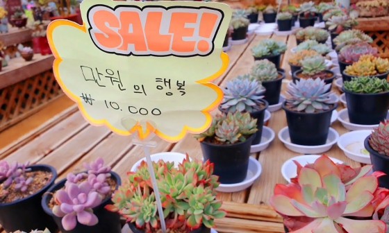 다육촌 이미지