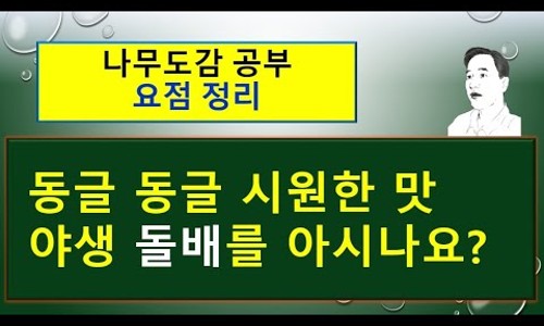 동글나무 이미지