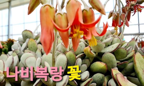 꽃나비다육 이미지