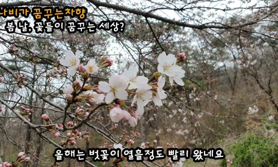 월인천강나비황차원 이미지
