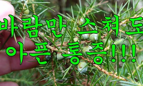 노간주나무 이미지