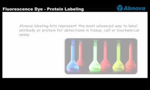 Fluorescence Dye - Protein Labeling : 네이버 블로그