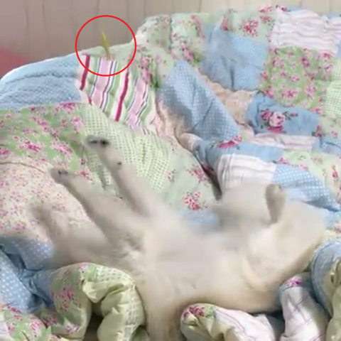 못된강아지 이미지