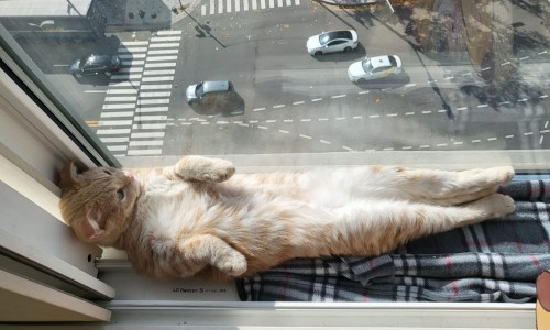 호진SNS 이미지