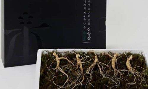강원산양삼 이미지