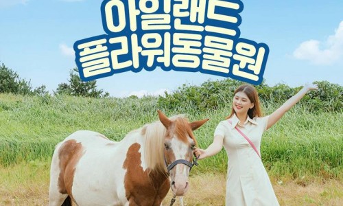 아일랜드플라워 이미지