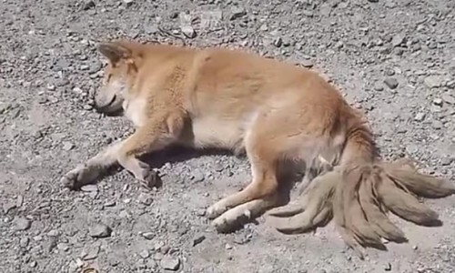 청소해달 이미지