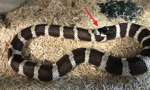 너무 배고파 '자기 꼬리' 먹이로 착각해 한입에 삼킨 뱀의 충격적인 ..., image size:500x300