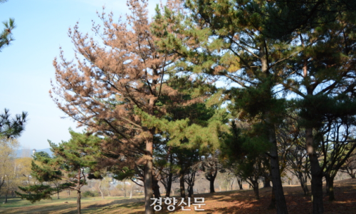 소나무수산 이미지