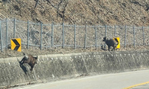 돼지울타리 이미지