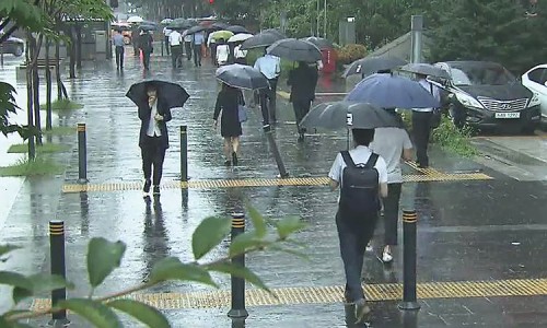 쌀과밀 이미지