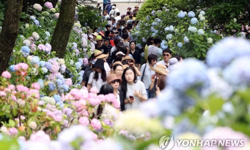 수국반점 이미지