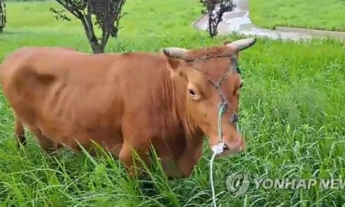 바다한우암소 이미지