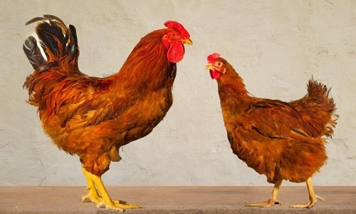 새마을로컬푸드협동조합 이미지