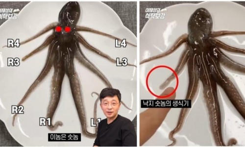 낙지보감 이미지