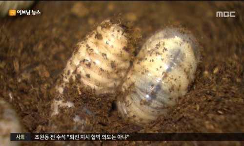 태양굼벵이 이미지