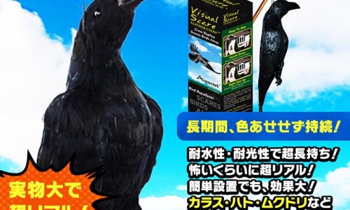 烏カラス 鳩ハト ムクドリ椋鳥 ヒヨドリ スズメ ツバメ害鳥撃退 네이버 블로그