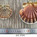 경남가리비수하식수산업협동조합 이미지