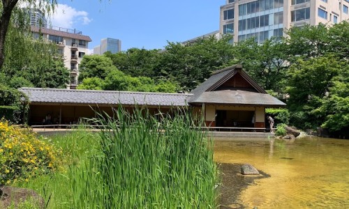 벚꽃반점 이미지