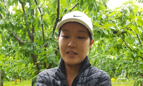 체리 팜 이미지