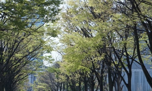 시부야타코야끼 이미지