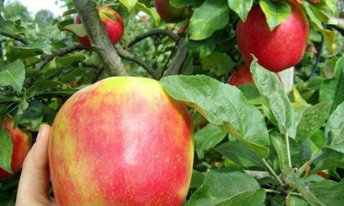 과일Farm 이미지