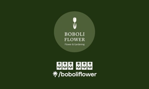 보볼리플라워 이미지