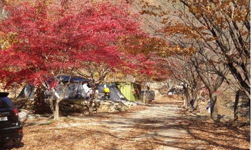 옥당걸숲속관광농원 이미지