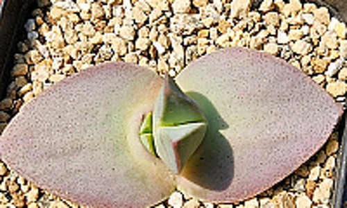 현동다육 이미지