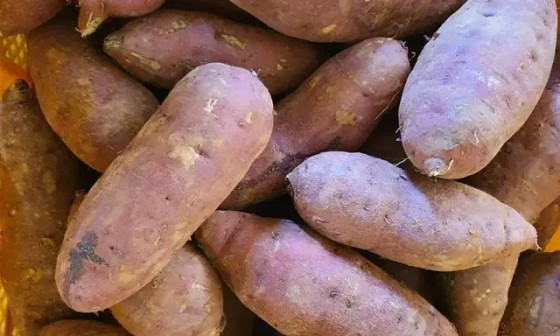 선영농장 이미지