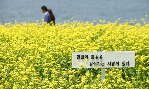 넌나의봄이다 이미지