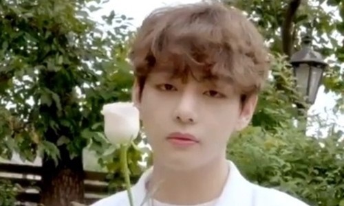백장미댄스 이미지