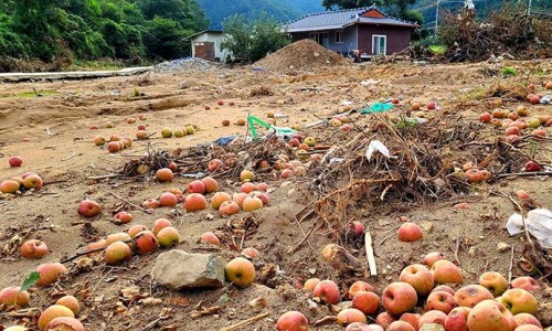 사과나무 '대학살'... 산꼭대기에서 벌어진 섬뜩한 일