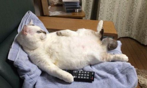 오우너 이미지