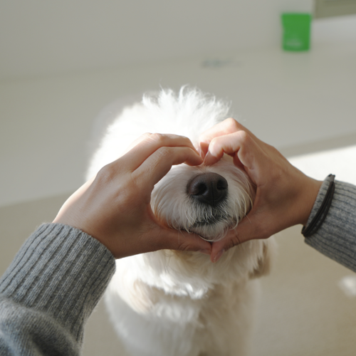 노견 강아지 혈당관리 유산균, 요로캣 펫전용 솔직 후기 4 리뷰 이미지