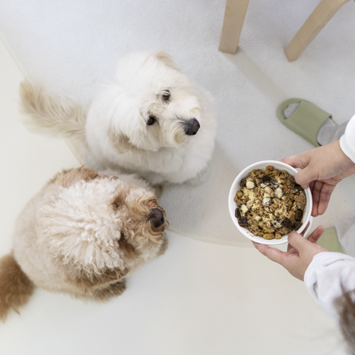 노견 강아지 혈당관리 유산균, 요로캣 펫전용 솔직 후기 7 리뷰 이미지