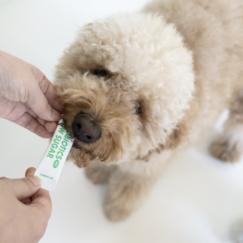 노견 강아지 혈당관리 유산균, 요로캣 펫전용 솔직 후기 6 리뷰 이미지