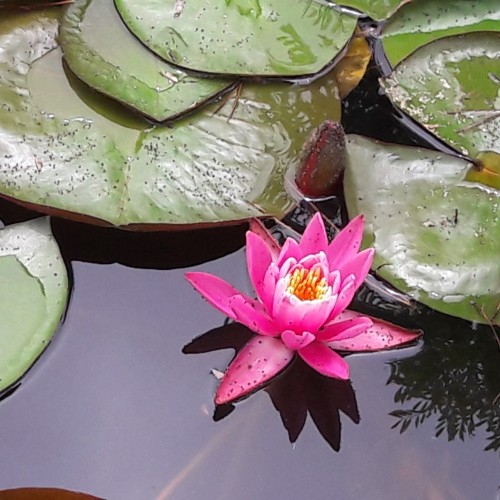 2026 태안 세계튤립박람회 안면도 자연휴양림 간월도 당일 기차여행 (국내 패키지 코레일 주말 충남 축제여행) 상세 이미지 3